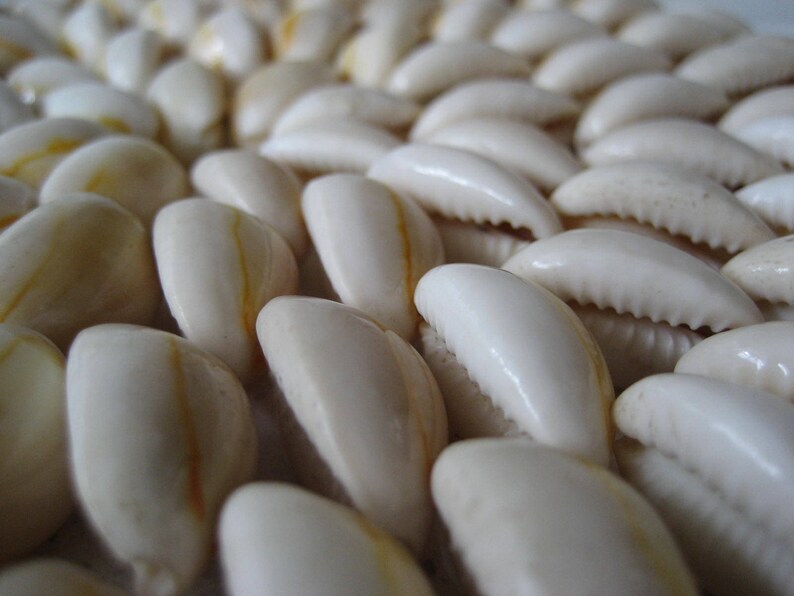 May include: A close-up of a collection of white cowrie shells arranged in a pattern. The shells have a smooth, glossy finish and a slight yellow hue.