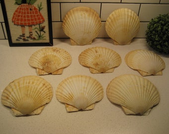 CHOICE 6.5” Vintage Natural Scallop Shell Mother of Pearl Something&#39;s Gotta Give style Real Seaside Japan Little dishes nautical decor gift
