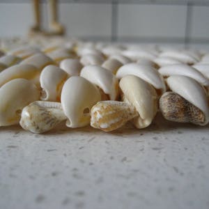 May include: A close-up of a white seashell coaster made of many small seashells. The coaster is made of a variety of seashells, including some with brown and white stripes.