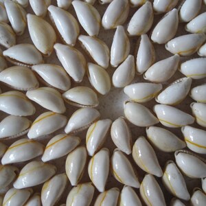 May include: A close-up of a circular arrangement of white cowrie shells with a yellow stripe. The shells are arranged in a spiral pattern.
