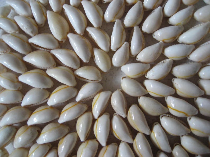 May include: A close-up of a circular arrangement of white cowrie shells with a yellow stripe. The shells are arranged in a spiral pattern.