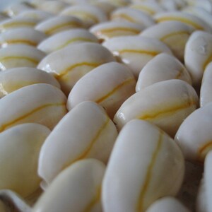 May include: A close-up of a collection of white seashells with a yellow stripe running along the center of each shell.