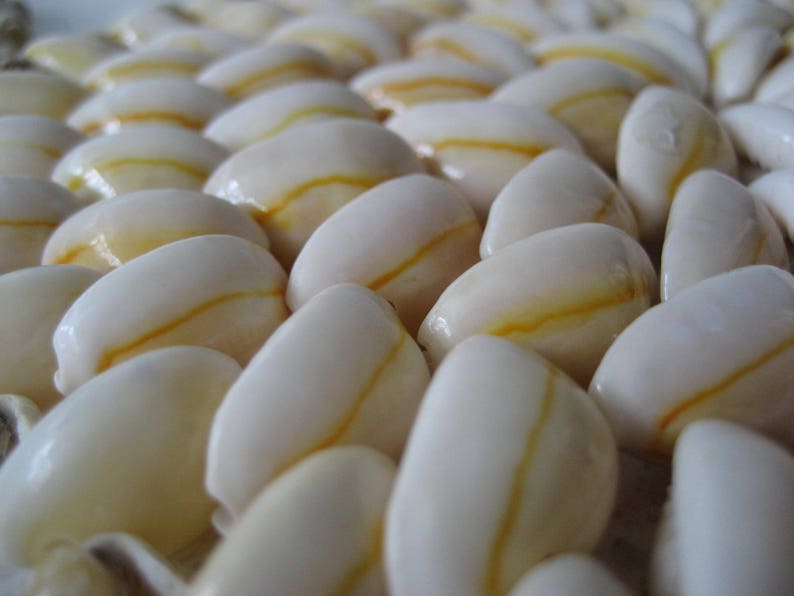 May include: A close-up of a collection of white seashells with a yellow stripe running along the center of each shell.