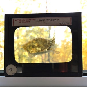 Lanterna di vetro antica 'Map Turtle' - Museo nazionale del Canada Anfibi e rettili Storia Scienza Naturalista regalo acchiappa-luce