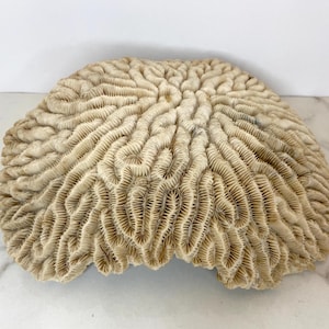 Large Ocean Coral,  Natural Ocean Coral, Coral Aquarium Decor