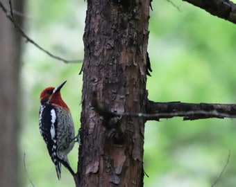 Bird Photo, Woodpecker Photography ,instant photo download, print yourself, Nature Photography,  Bird watchers and lovers, bird on tree