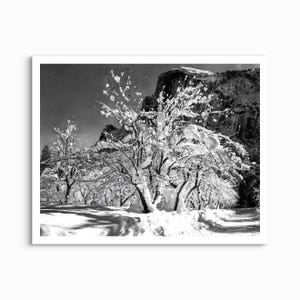 Snow on Branches, Yosemite, Ansel Adams - 1941 UNFRAMED PRINT