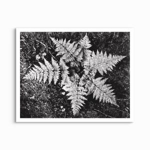 Ferns in Glacier National Park, Ansel Adams - 1941 UNFRAMED PRINT