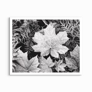 Leaves in Glacier National Park, Ansel Adams - 1942 UNFRAMED PRINT