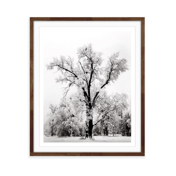 Eiche, Schneesturm (geprägt) Von Ansel Adams Kunstdruck