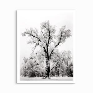 Ansel Adams Oak Tree - Etsy