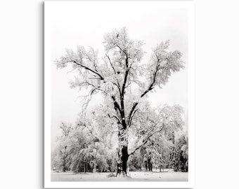 Impresión de un roble en una tormenta de nieve en Yosemite, paisaje vintage en blanco y negro (sin marco)