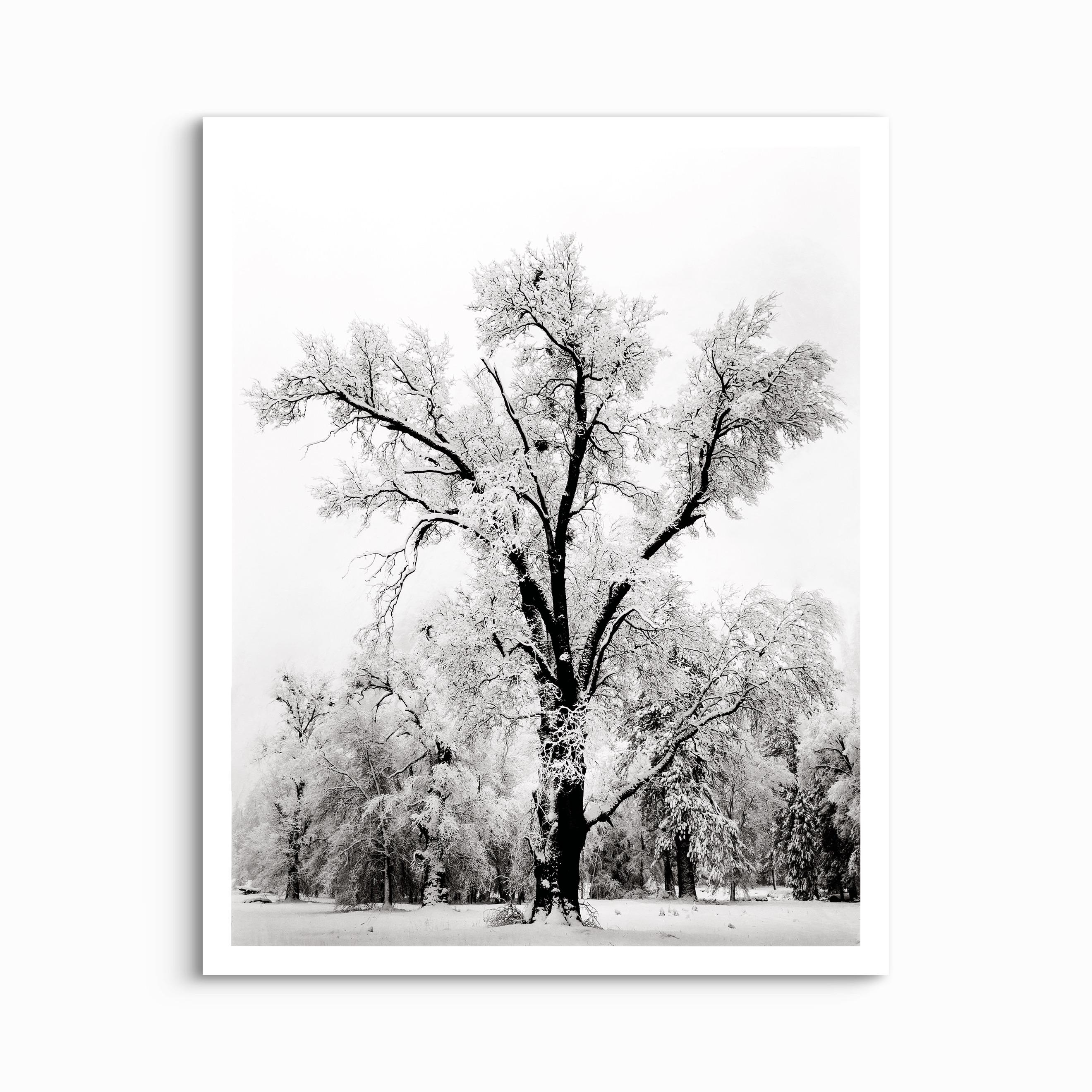 Amazon.com: Oak Tree, Snowstorm, Yosemite National Park