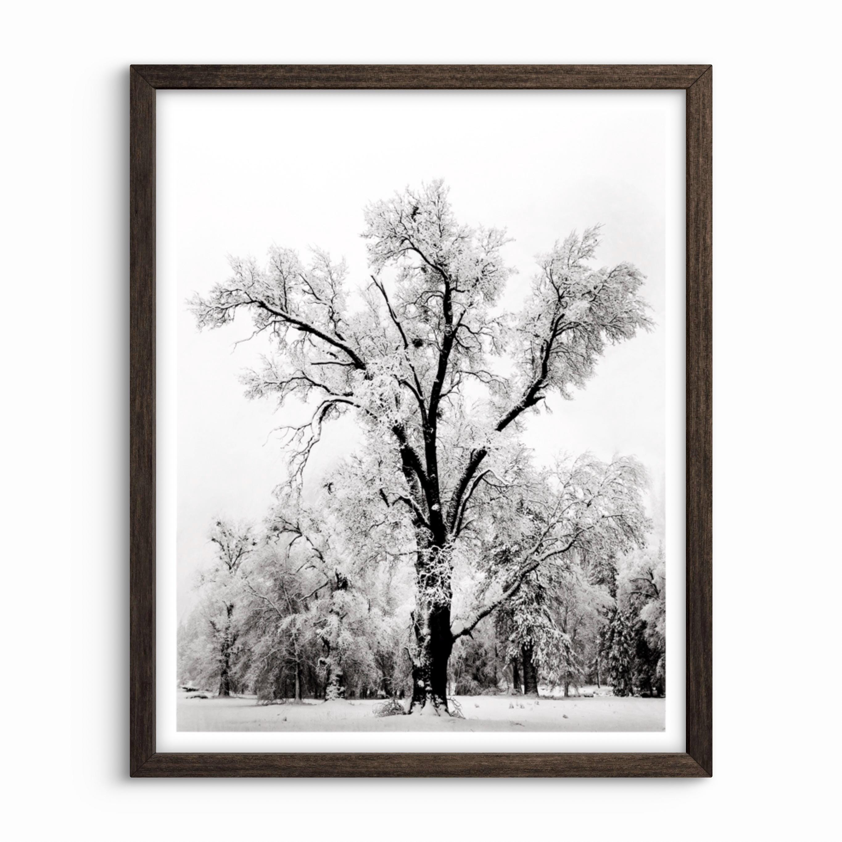 adams – Oak Tree, Snowstorm (sold) | Kerrisdale Gallery
