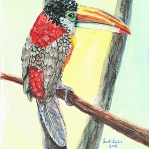 Curl Crested Aracari (original watercolor) Bird art, tropical bird painting, painted bird, bird wall art.