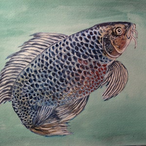 Blue Koi (original watercolor), Fish art, fish painting, fish watercolor, Koi painting, fish wall art.