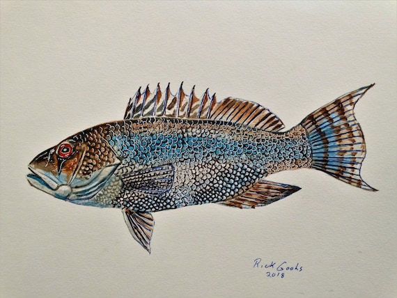 Black Sea Bass original Watercolor Saltwater Fish Art, Sports Fish