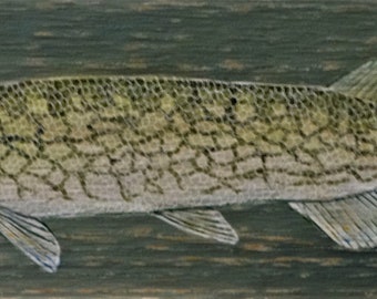 Chain Pickerel on Cedar Board (original acrylic painting) fish wall art, fish painted on wood, freshwater fish art.