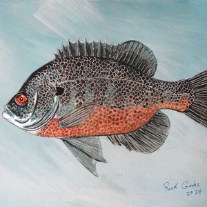 May include: A watercolor painting of a black and red fish with a silver sheen. The fish has a red eye and is swimming to the right. The background is a light blue watercolor wash. The painting is signed "Rick Goods 2024".