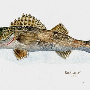 Sauger (original art), watercolor painting fish, fish art, fish painting, fish wall art, Walleye painting.