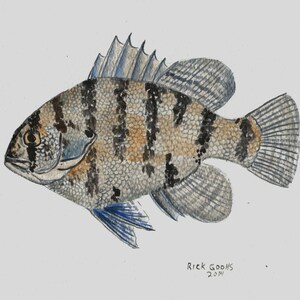 Black Banded Sunfish (original painting) fish art, fish watercolor, Sunfish painting, Sunfish wall art.