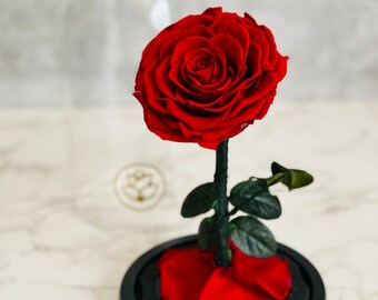 Beauty and the Beast Red Preserved Rose