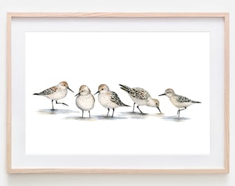 Coastal Wall Art Sandpiper Art Coastal Beach Art Beach House Decor Coastal Art Watercolor Print Sandpiper Watercolor Art Print Coastal Bird