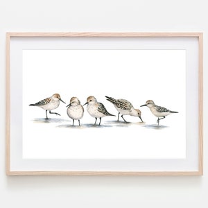 Coastal Wall Art Sandpiper Art Coastal Beach Art Beach House Decor Coastal Art Watercolor Print Sandpiper Watercolor Art Print Coastal Bird