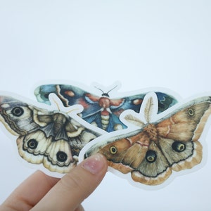 Moth Large Bundle