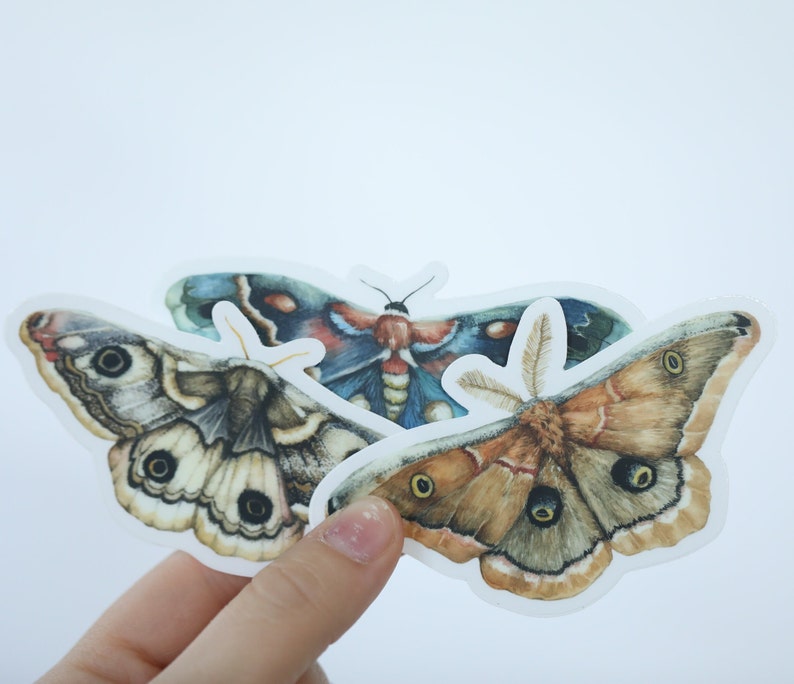 Moth Large Bundle