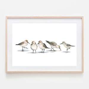 Coastal Sandpiper Wall Art