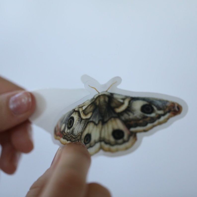 Clear Sticker Moth