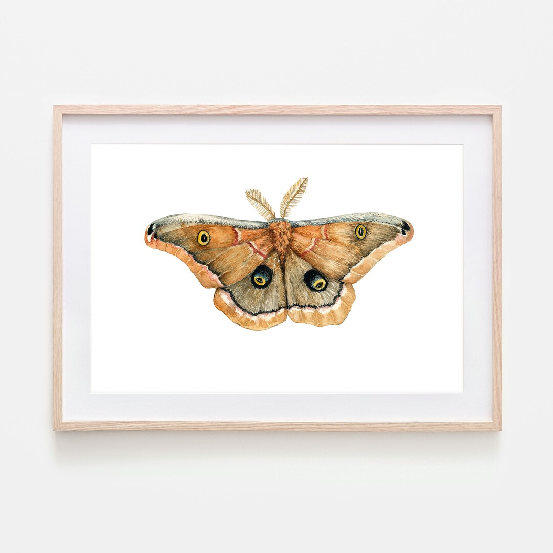 Polyphemus Moth Art Print Watercolor Moth Wall Decor - Etsy