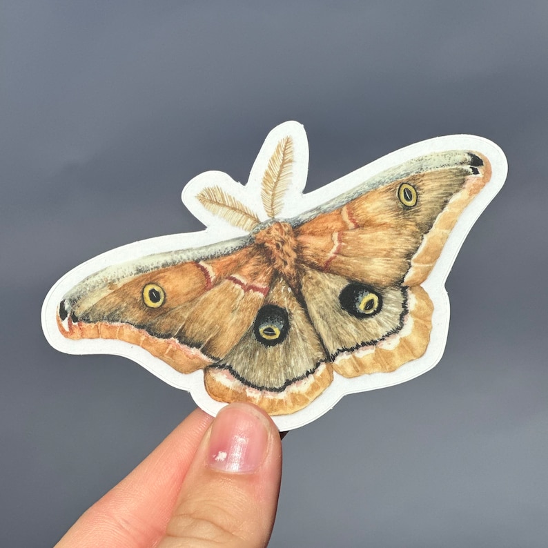Polyphemus Moth Sticker