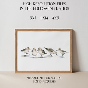 Coastal Sandpiper Wall Art main image 1