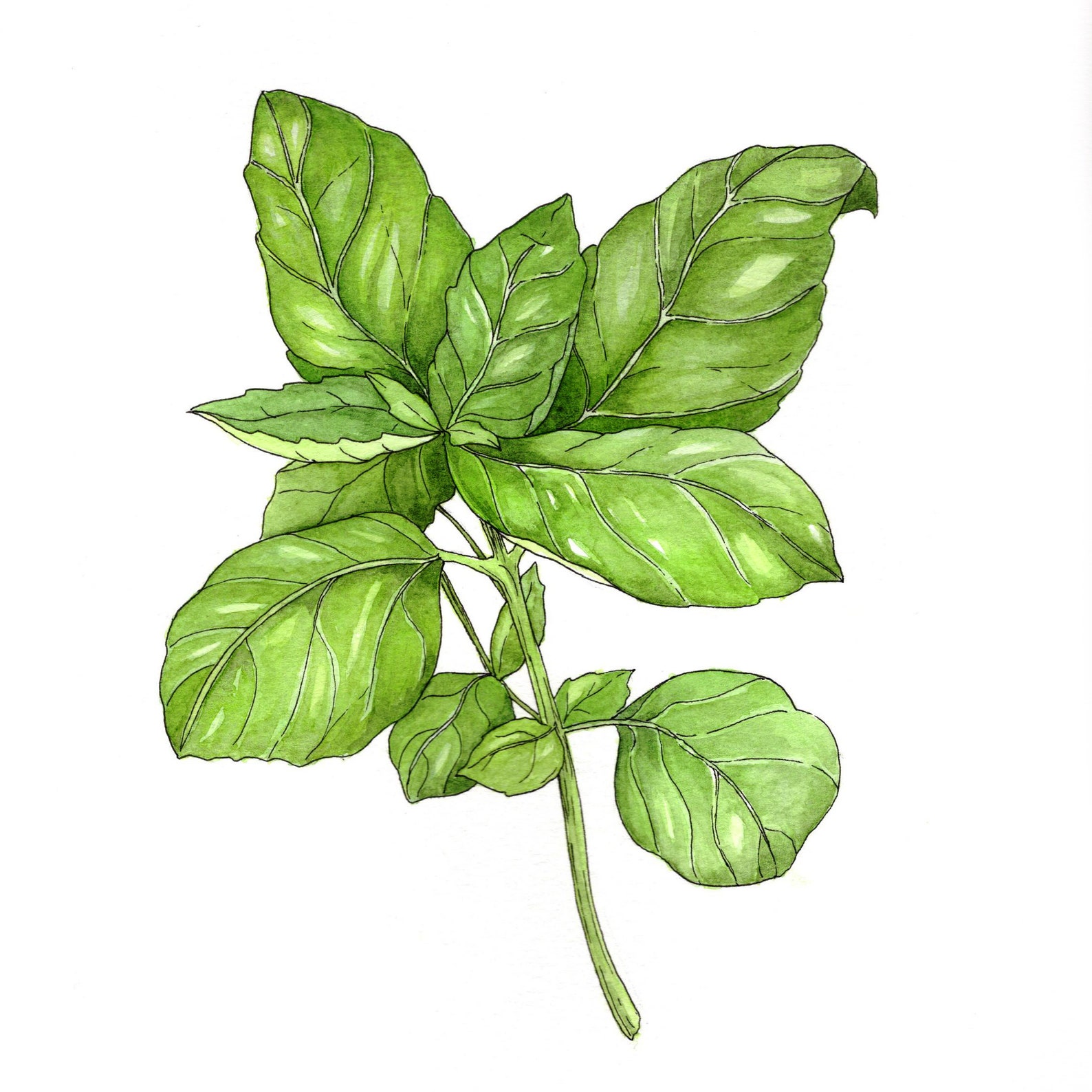 Watercolor Basil Print Vegetable Wall Art Fresh Basil - Etsy Australia