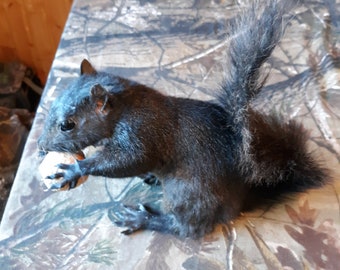 Black squirrel hanging dead mount