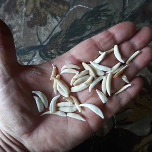 mammal canine teeth