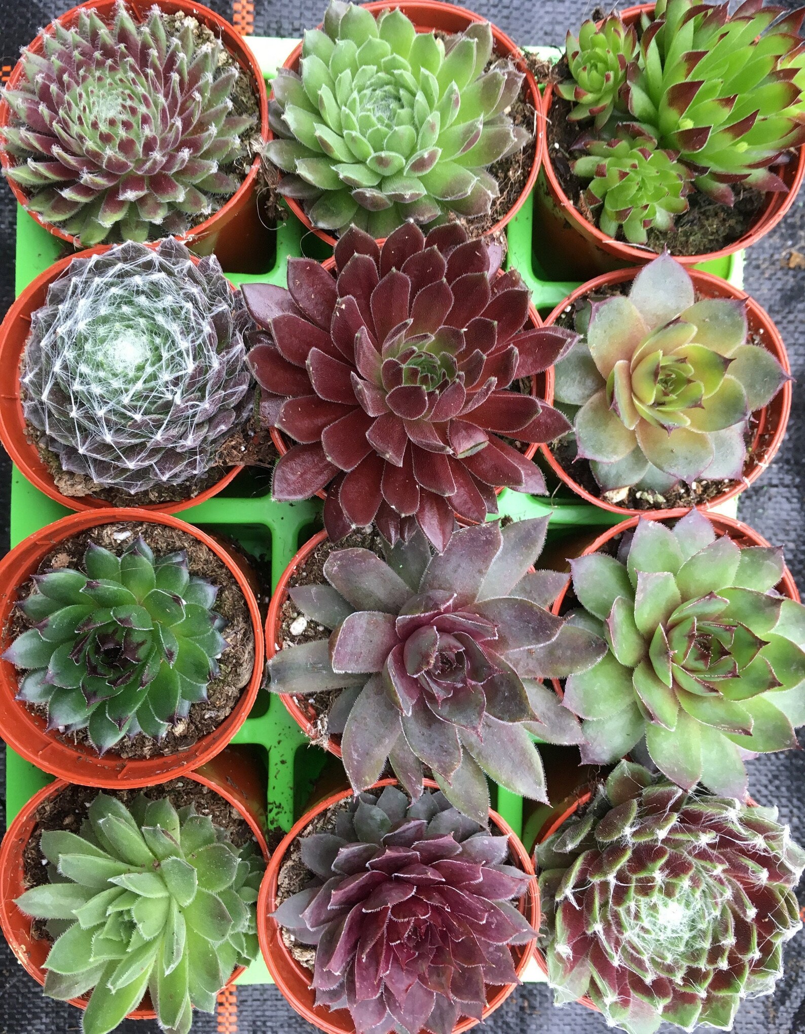 12 Sempervivum Succulent Plants in 12 Varieties Potted in 6cm Etsy