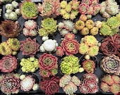Pack Of 30 Sempervivum Plants 30 Varieties