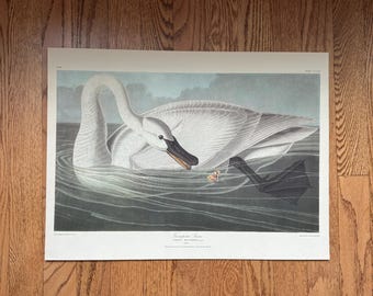May include: A vintage print of a Trumpeter Swan in a body of water. The swan has white feathers, a black beak, and dark feet. A small butterfly floats near the swan. The print is on a white background.