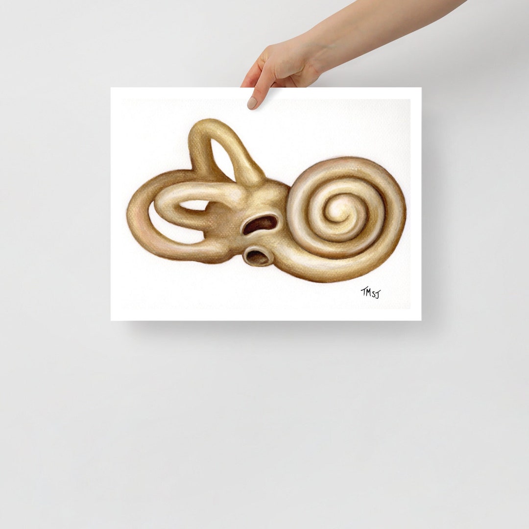 Bony Labyrinth of the Ear Drawing - Etsy