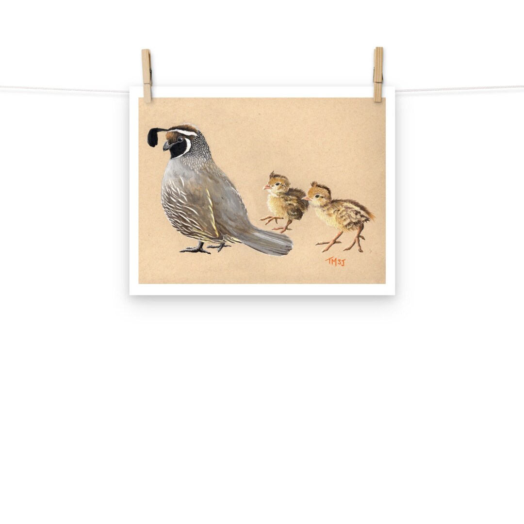 California Quail Drawing - Etsy