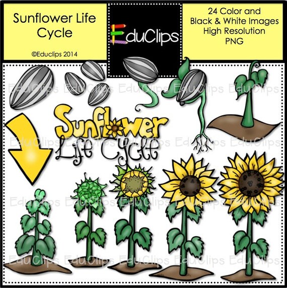 Sunflower Life Cycle Clip Art Bundle - 