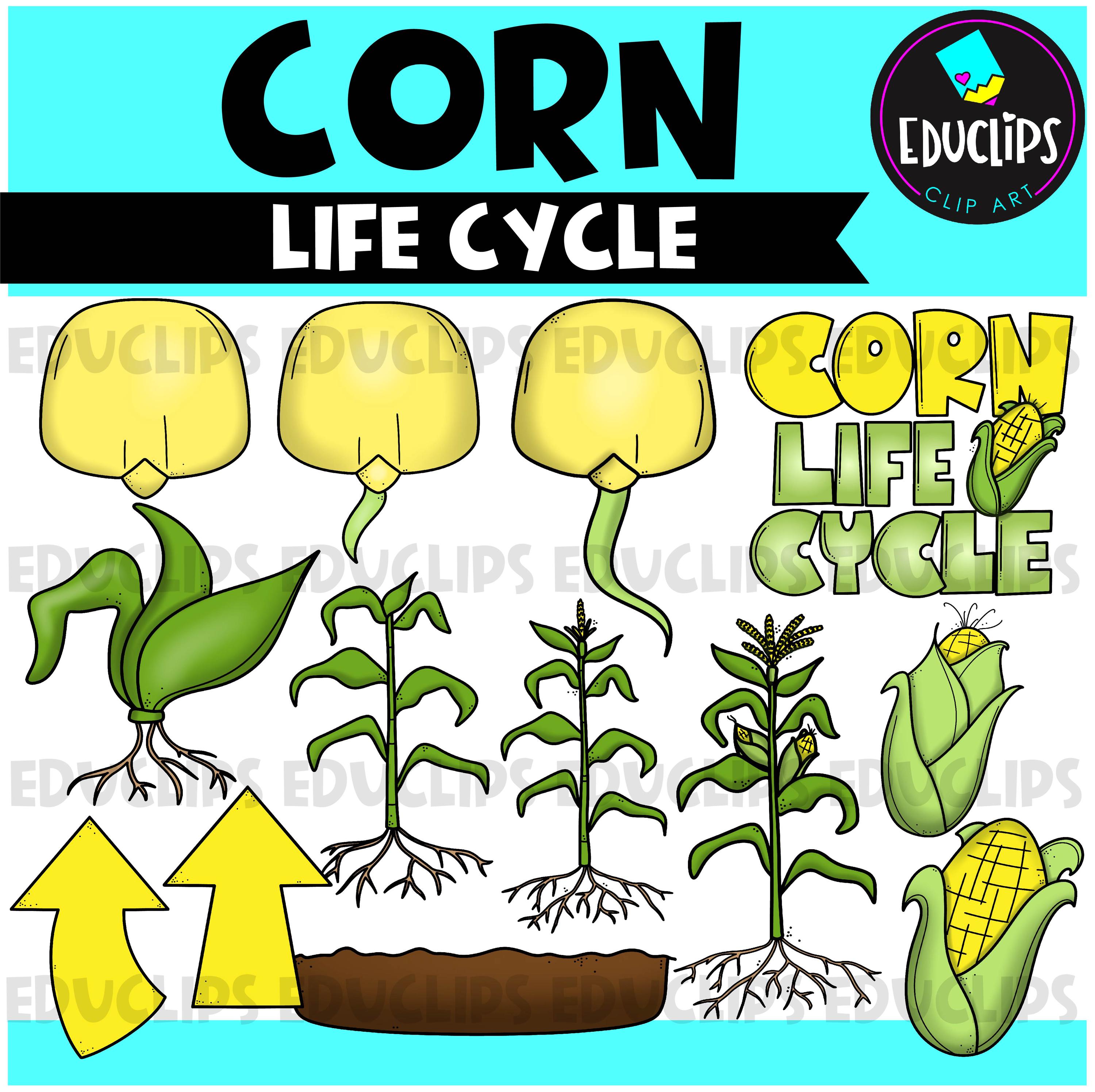 種から収穫までのライフサイクル クリップアート バンドル - Etsy 日本, image size:3000x2991