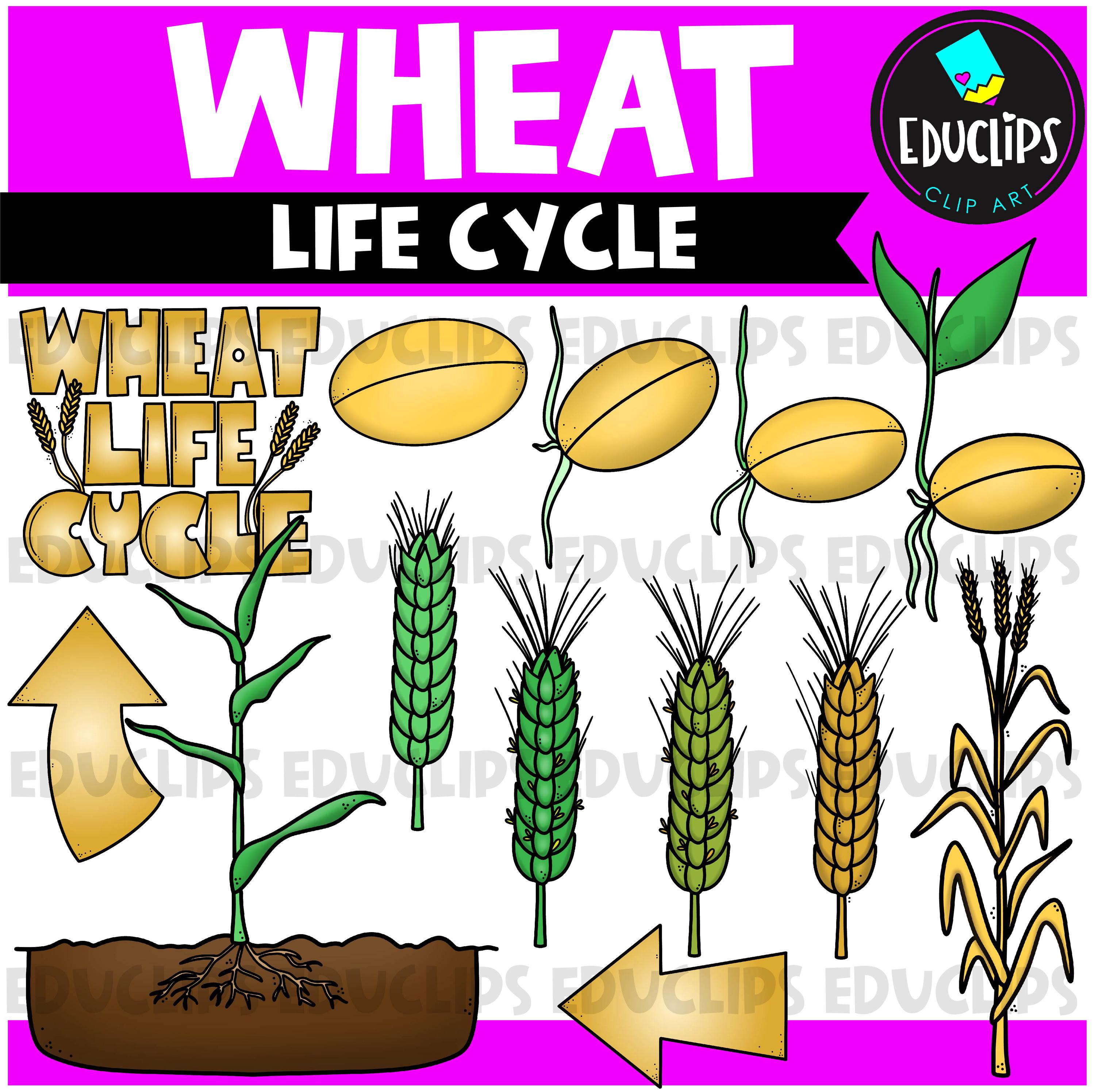 種から収穫までのライフサイクル クリップアート バンドル - Etsy 日本, image size:3000x2991