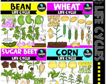 Bundel met zaad om te oogsten Life Cycles Clip Art