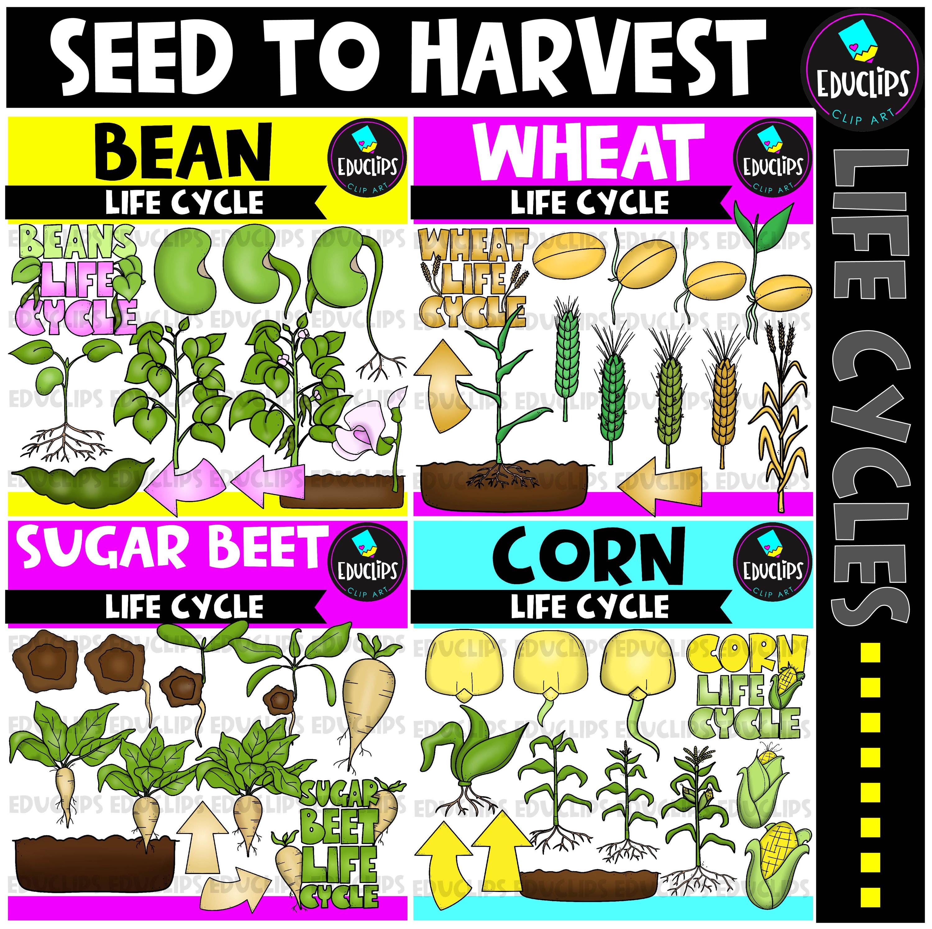種から収穫までのライフサイクル クリップアート バンドル - Etsy 日本, image size:3000x2991