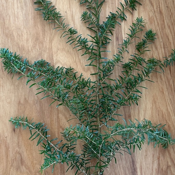 Western Hemlock tree seedlings aprox 1 foot in height.