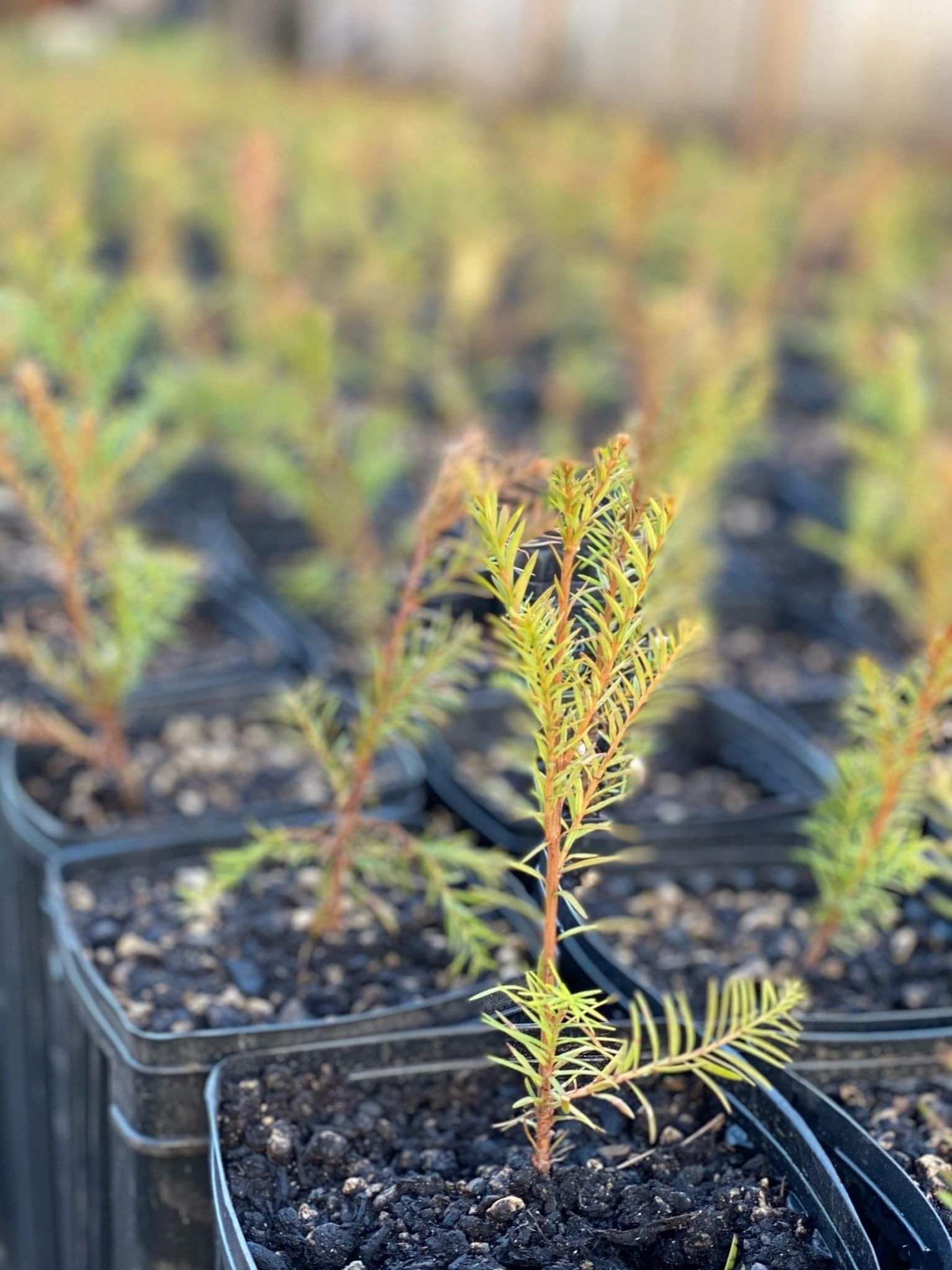 Coast Redwood tree seedlings Etsy